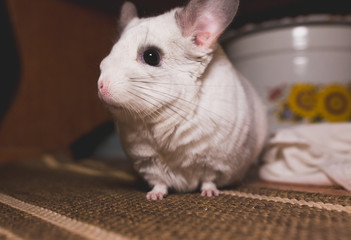 White chinchilla is sitting on the floor. Cute home pet.