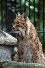 portrait of bay lynx sitting on a rock