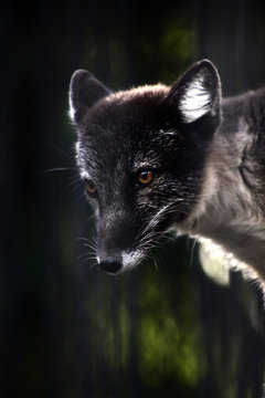 Close Up Portrait Of Black Fox