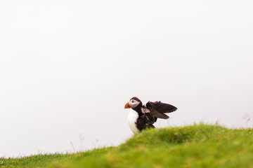 Puffin spreads its wings before taking off. Mykine island puffin colony, Faroe Islands.