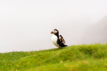 Atlantic Puffin with opened wings sitting in grass and foggy landscape on background. Mykines island, Faroe.