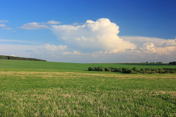 Fototapeta premium Green field and white clouds in the sky