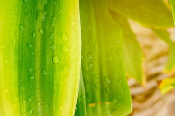 Raindrops on Green Leaves with Light Leak Background.