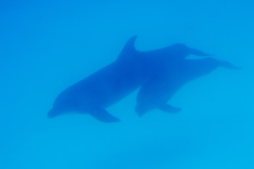 Background underwater world. Dolphins swim underwater. White whale