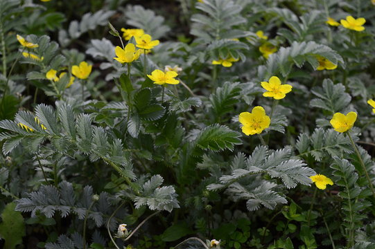 Closeup Potentilla anserina known as Argentina anserina with blurred background on meadow