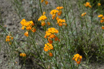 Closeup Erysimum cheiri commonly known as wallflower with blurred background on meadow