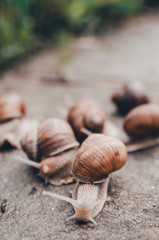a group of snails outdoors on the ground