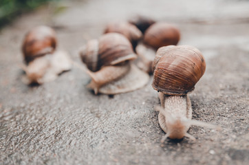 a group of snails outdoors on the ground