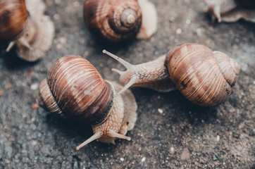 a group of snails outdoors on the ground
