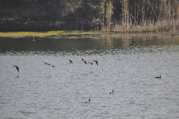 The beautiful bird black-winged stilt (Himantopus himantopus) in the natural environment