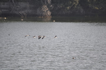 The beautiful bird black-winged stilt (Himantopus himantopus) in the natural environment