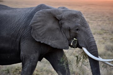African Elephant Eating at Dusk, Amboseli, Kenya