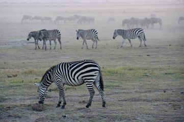 Fototapeta na wymiar Zebras Grazing at Dusk, Amboseli National Park, Kenya