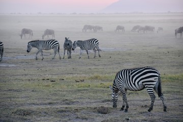 Fototapeta na wymiar Zebras Grazing in Foreground, Wildebeest in Background, Amboseli, Kenya