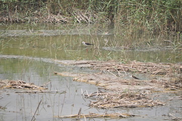 The beautiful bird black-winged stilt (Himantopus himantopus) in the natural environment