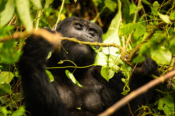 An eating mountain gorilla in Bwindi Nationalpark Uganda