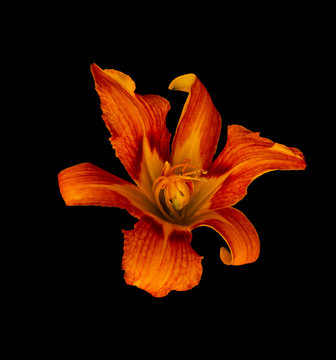 Fine art still life color macro image of a single isolated wide open orange yellow daylily blossom on black background with detailed texture in vintage painting style