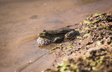 Cute frog in the water
