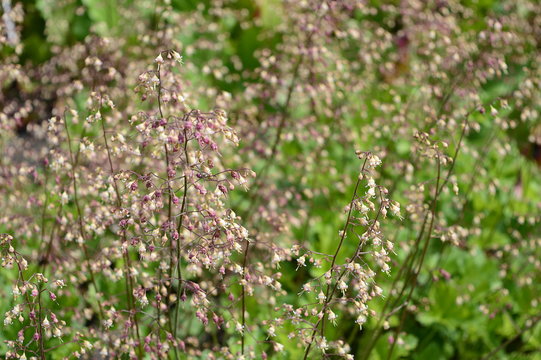 Closeup heuchera micrantha known by the common name crevice alumroot with blurred background in garden