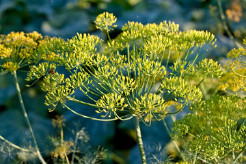Yellow dill flowers in spring garden