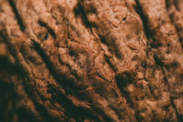beautiful fresh texture walnuts