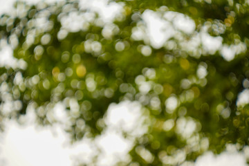 Abstract blur green color for background,blurred and defocused effect spring concept for design