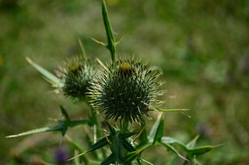 Beautiful flower of purple thistle. Pink flowers of burdock. Burdock thorny flower close-up. Flowering thistle or milk thistle