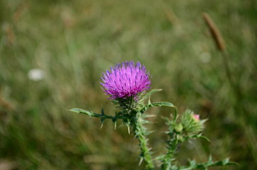 Beautiful flower of purple thistle. Pink flowers of burdock. Burdock thorny flower close-up. Flowering thistle or milk thistle