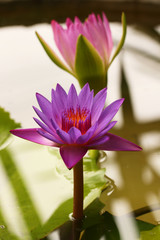 Pink and white lotus flower and green leaves	