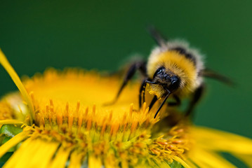 Close up bumblebee sits on yellow flower with green blurred background