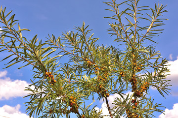 Sea buckthorn with berries in the garden.