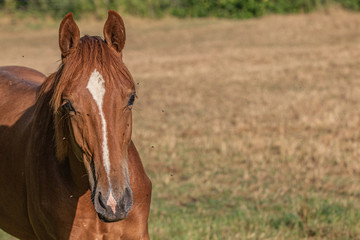 Fototapeta premium Portrait eines Jährlingshengstes auf der Koppel