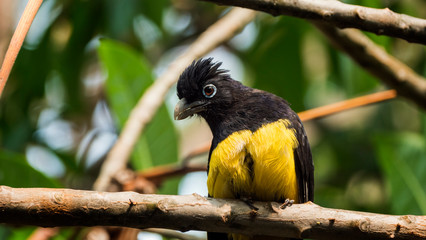 The black-headed trogon is a species of bird in the family Trogonidae