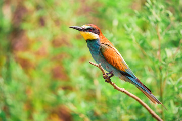 European bee-eater or Merops apiaste perches on branch