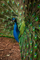 Obraz premium peacock with feathers out