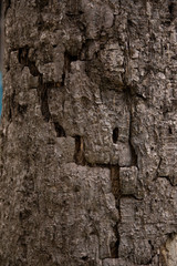 bark texture