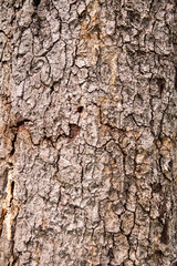Fototapeta premium bark texture