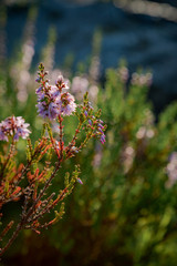 Heather Calluna Vulgaris in the forest flowers