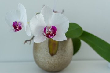 knabenkräuter in weiss - Orchidee