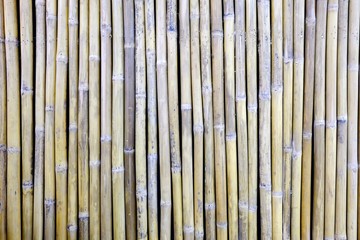 Green Bamboo Fence Texture Background.