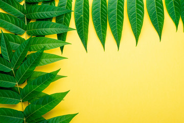 Abstract frame border of tropic green leaves on yellow background, minimal, flat lay, top view, copy space for text