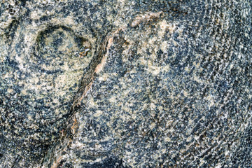 Close up littoral zone bottom in Zanzibar