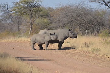 Fototapeta premium National Parc South Africa