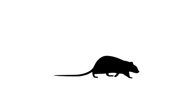 Silhouette of the walking rat, animation on the white background