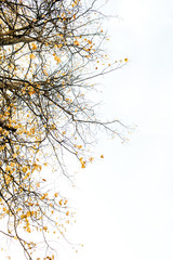 Autumn and fall composition. Trees with dried branches and yellow leaves. Fall concept. Natural background.