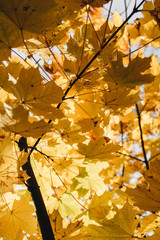 Autumn and fall composition. Beautiful yellow maple leaves in the park. Fall concept and natural background.