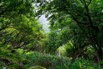 Fototapeta na wymiar Mount Tsurugi in Tokushima, Japan