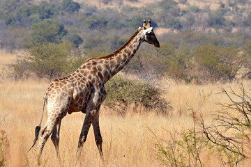 Giraffe im Pilanesberg Nationalpark, Südafrika