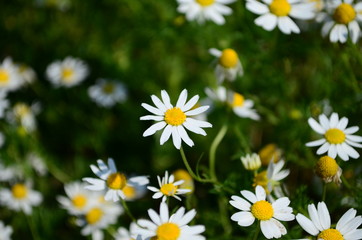 Obraz premium Chamomile field flowers border. Beautiful nature scene with blooming medical chamomilles in sun flare