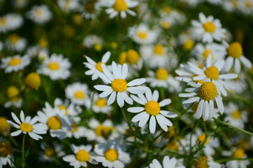 Obraz premium Chamomile field flowers border. Beautiful nature scene with blooming medical chamomilles in sun flare